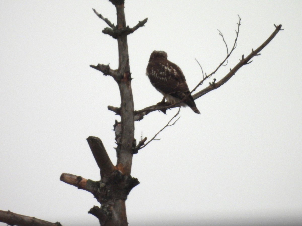 Broad-winged Hawk - ML647123623