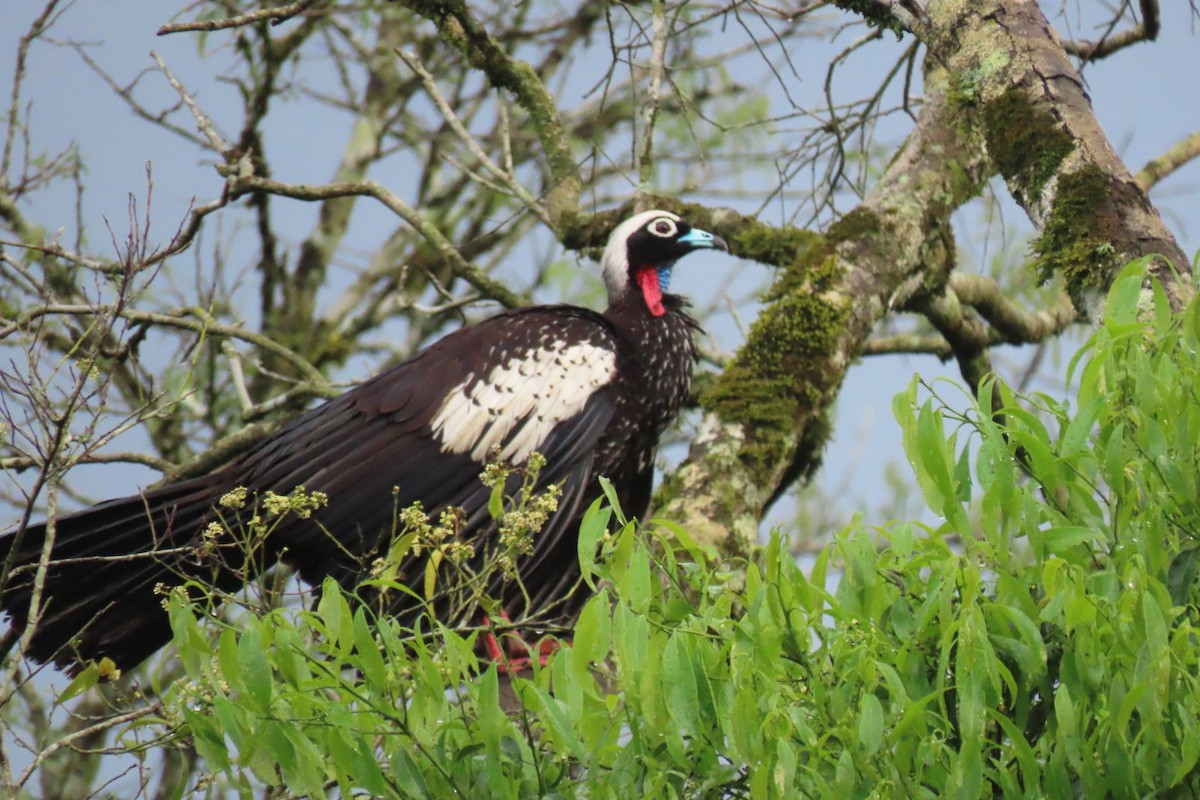 Black-fronted Piping-Guan - ML647123624