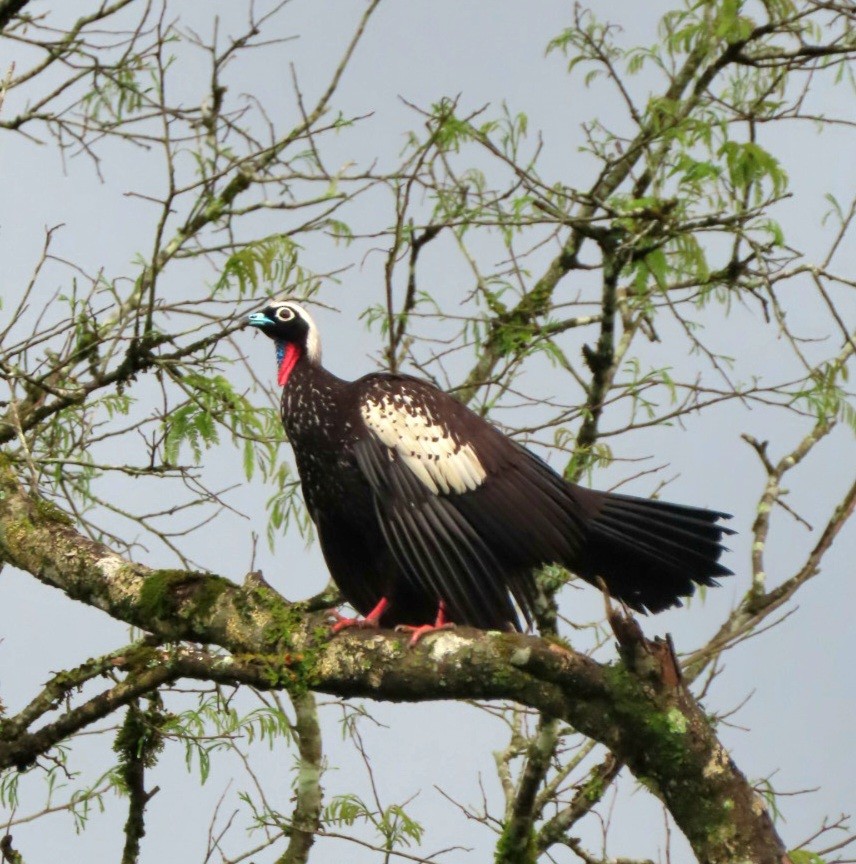 Black-fronted Piping-Guan - ML647123625