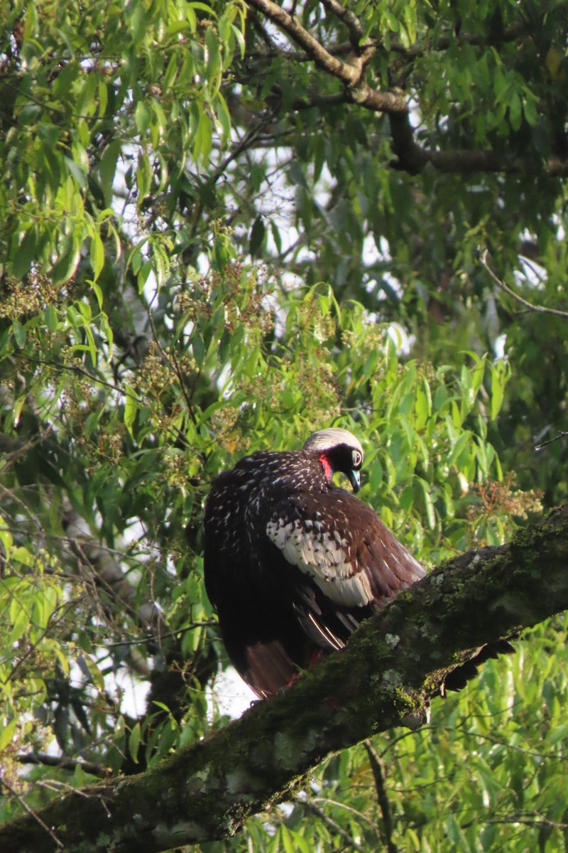 Black-fronted Piping-Guan - ML647123626