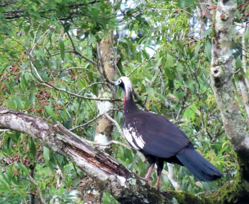 Black-fronted Piping-Guan - ML647123627