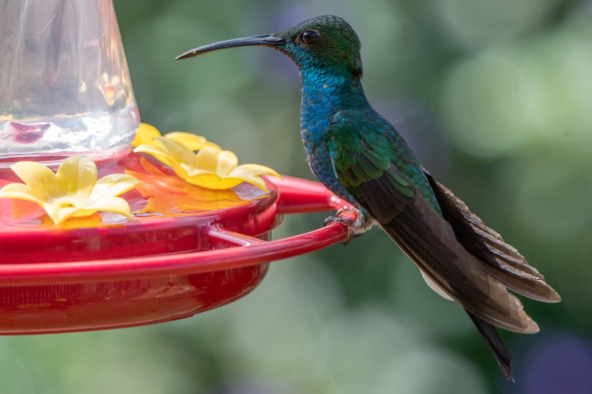 ワタハラハチドリ - ML647123628