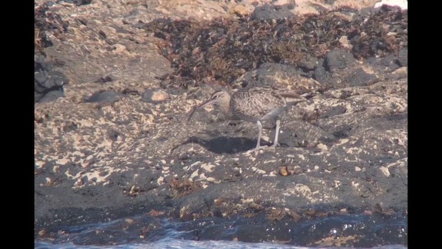 Eurasian Whimbrel - ML647123636