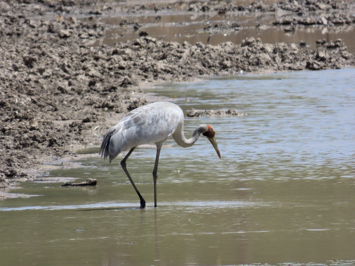 Brolga - ML647123654