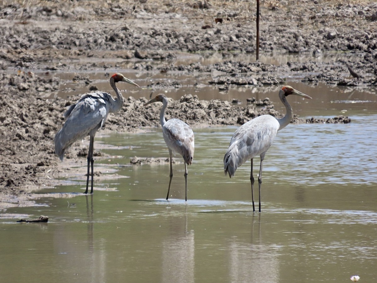 Brolga - ML647123655