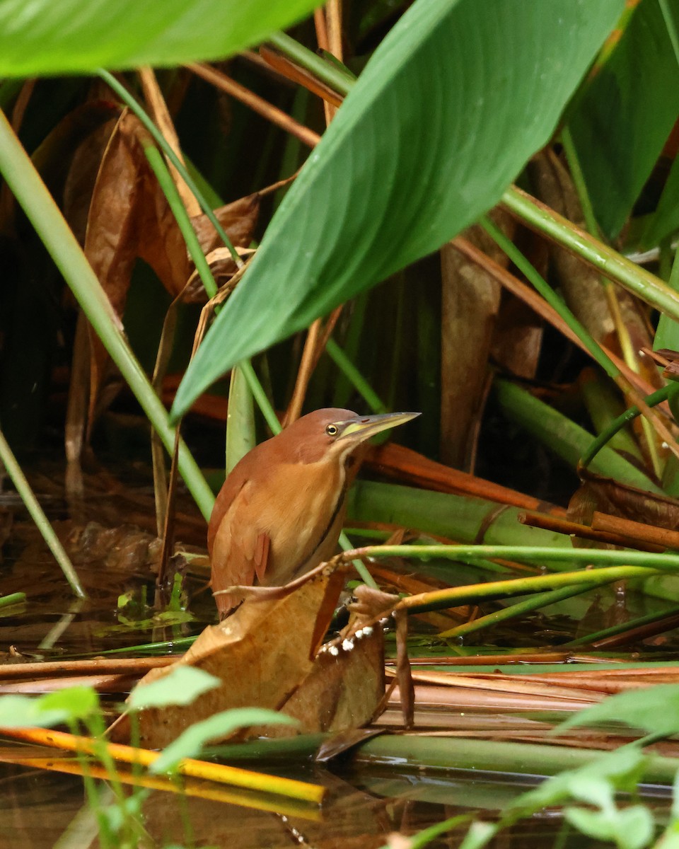 Cinnamon Bittern - ML647123657