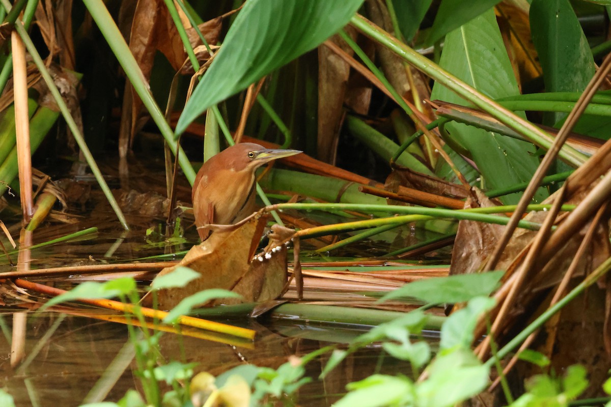 Cinnamon Bittern - ML647123658