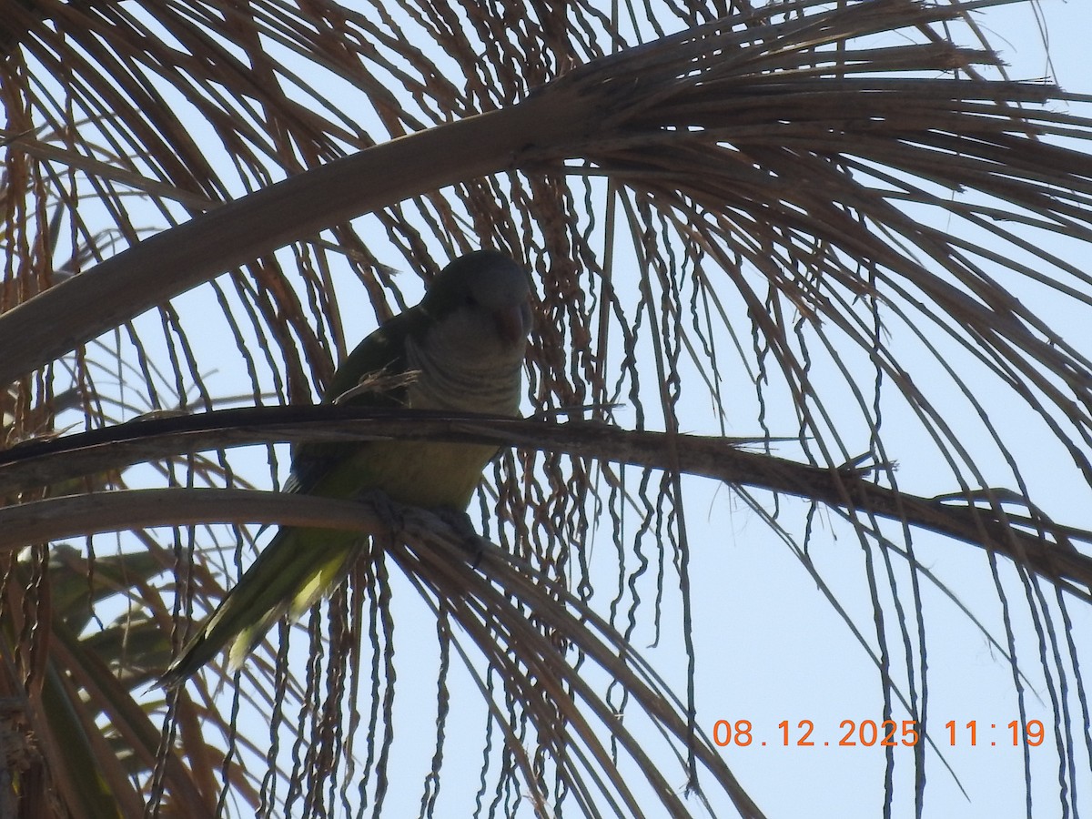 Perriche veuve - ML647123660