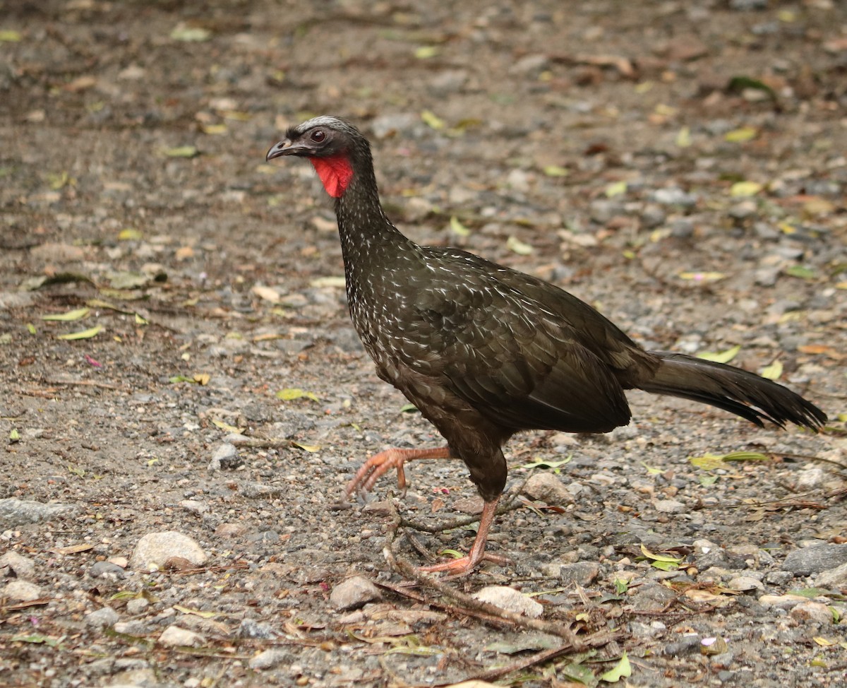 Dusky-legged Guan - ML647123662