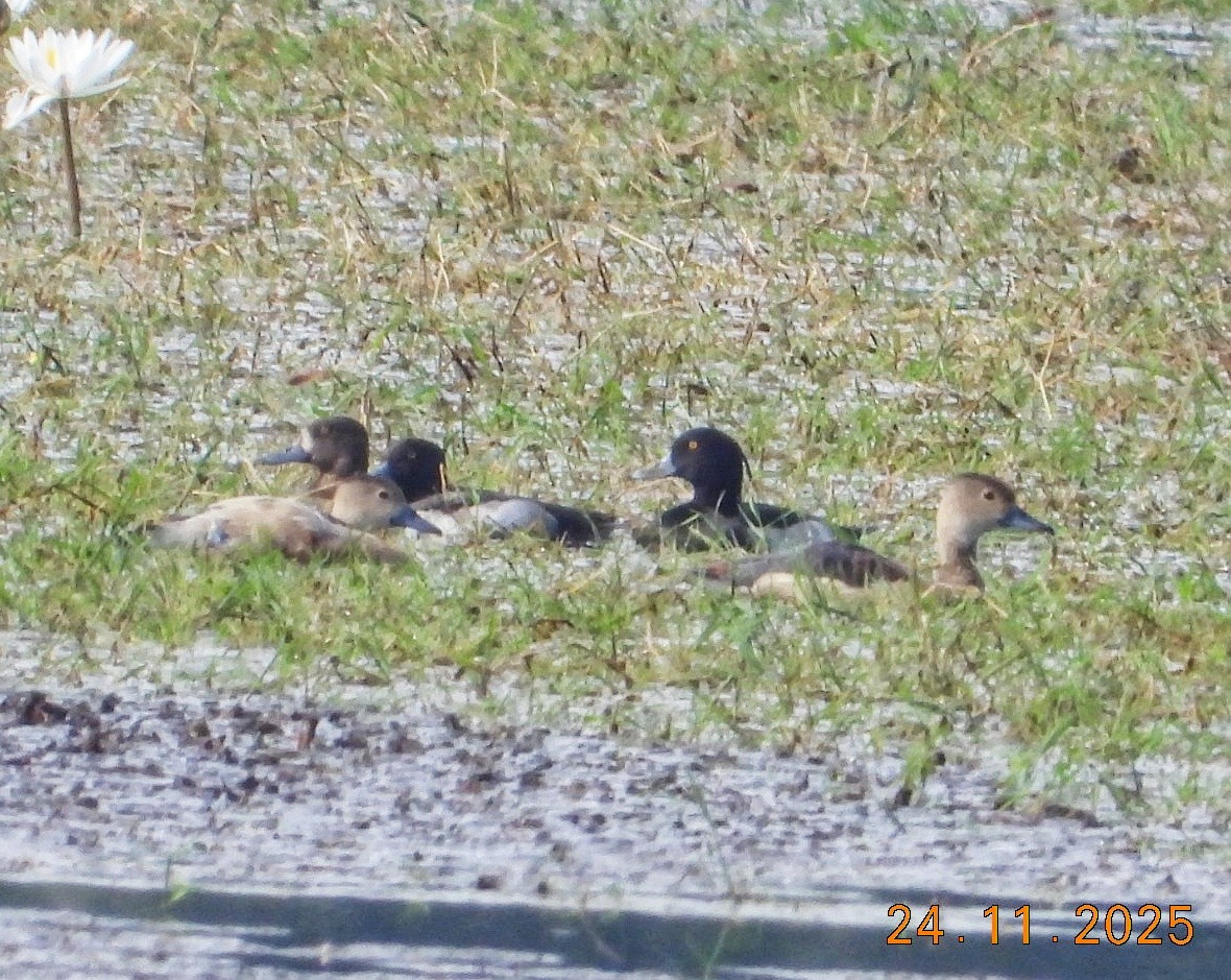 Tufted Duck - ML647123670