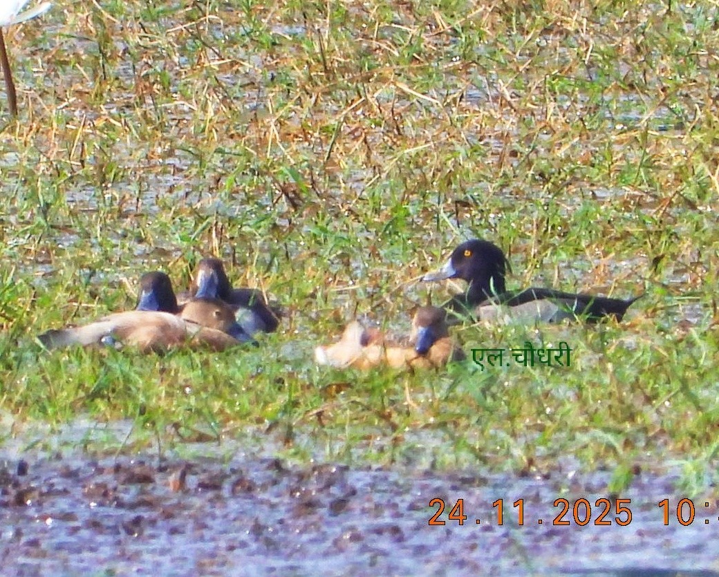 Tufted Duck - ML647123671