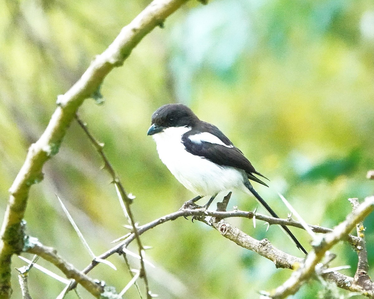 Northern Fiscal - ML647123684