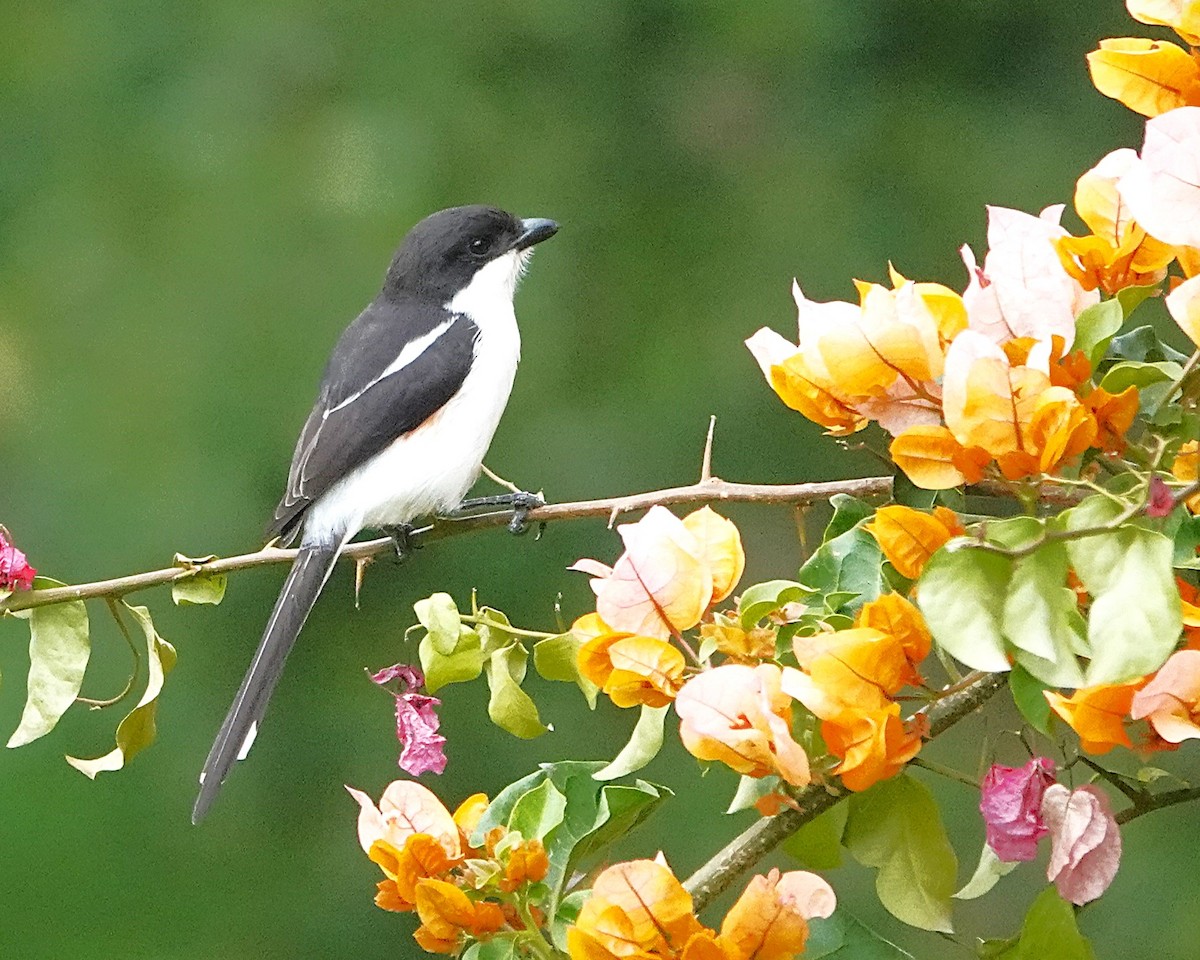 Northern Fiscal - ML647123686