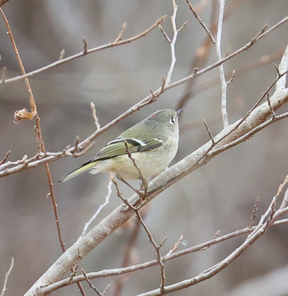 Ruby-crowned Kinglet - ML647123695