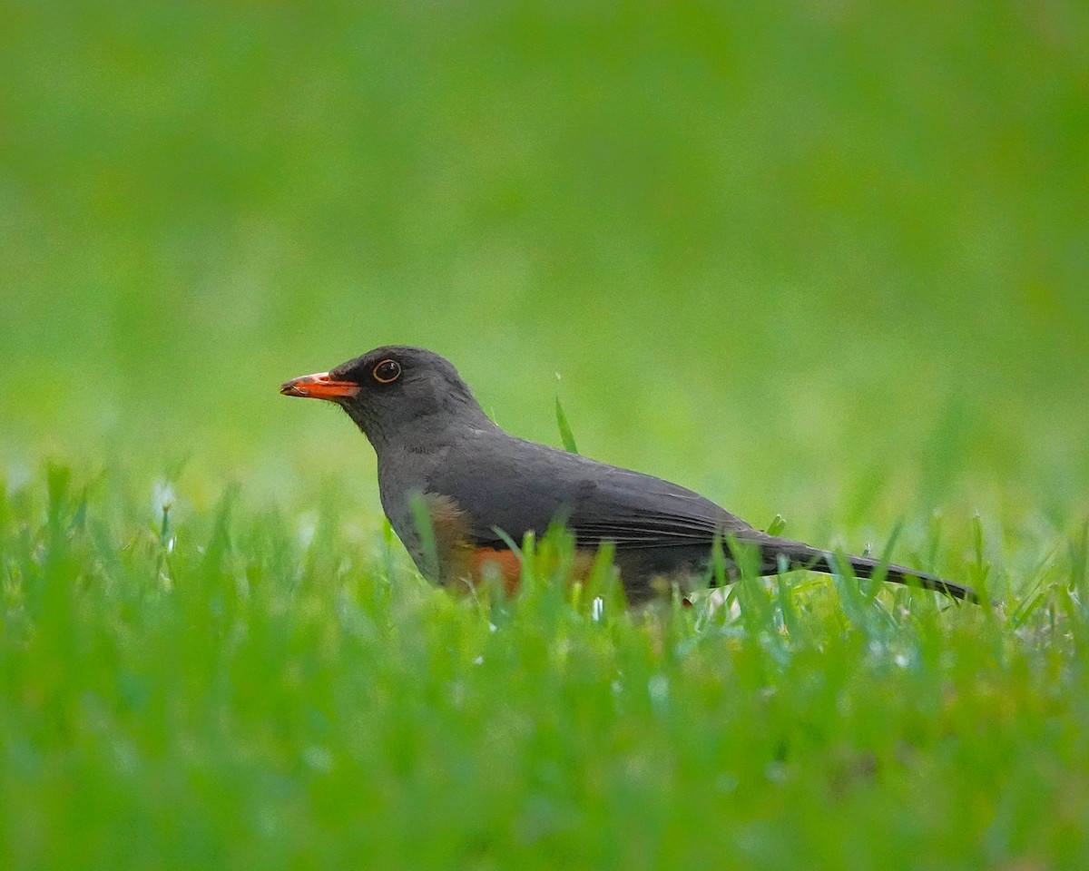 Эфиопский дрозд - ML647123703