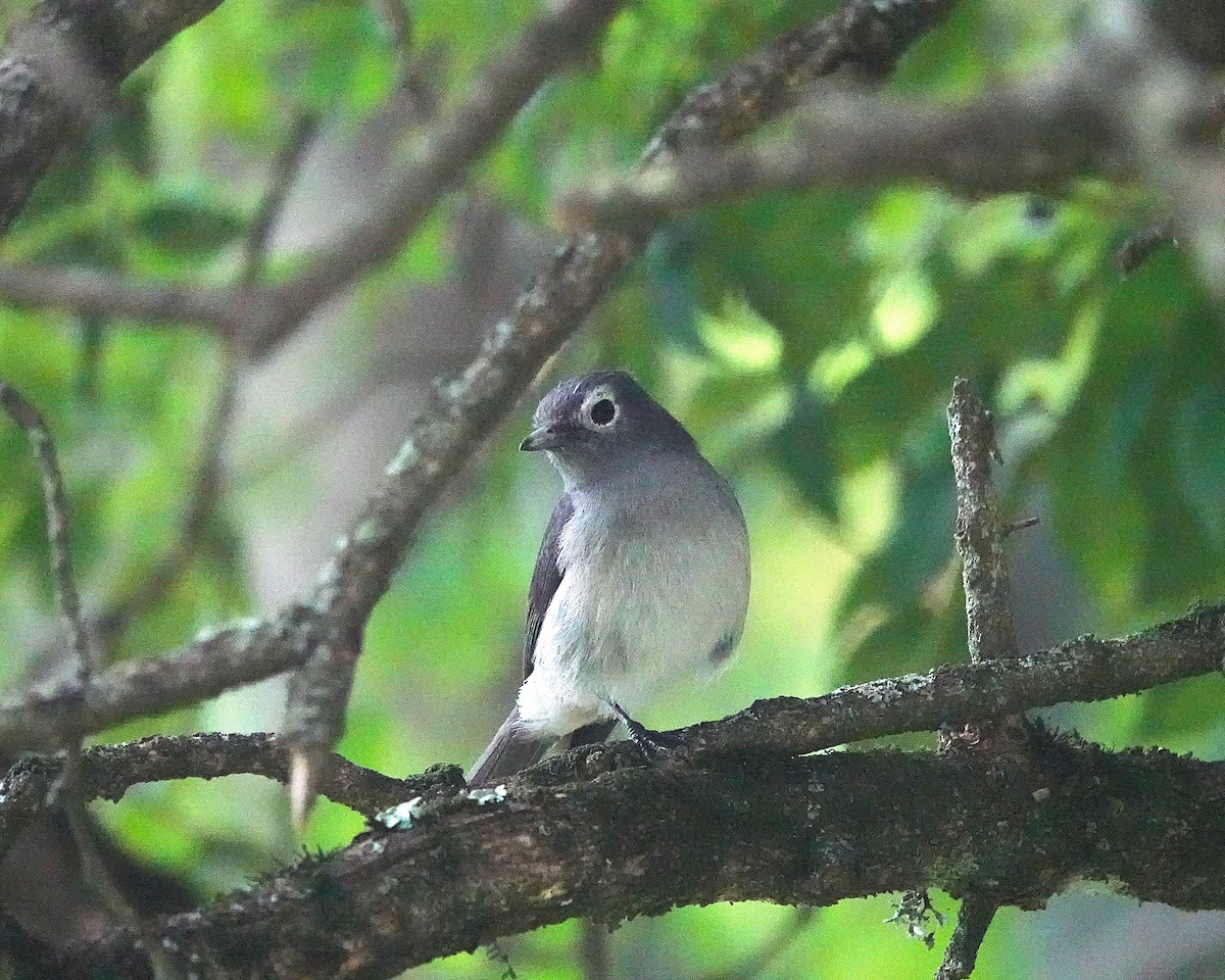 White-eyed Slaty-Flycatcher - ML647123709