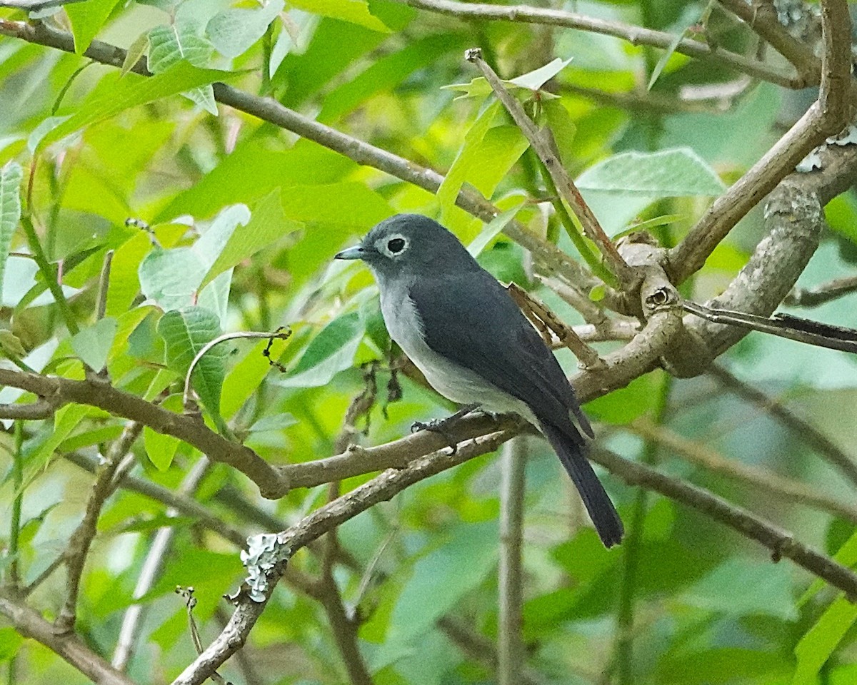 White-eyed Slaty-Flycatcher - ML647123714