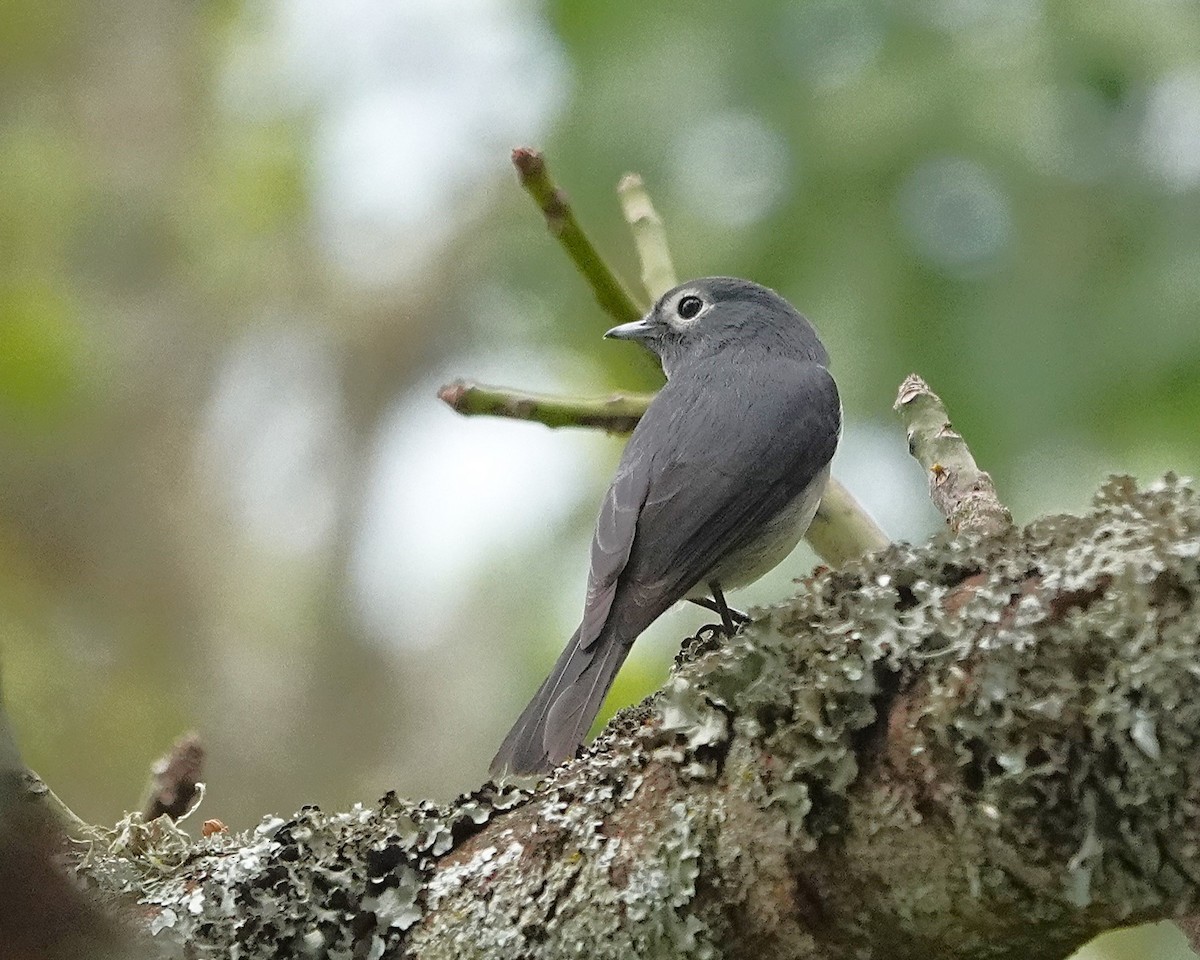 White-eyed Slaty-Flycatcher - ML647123719