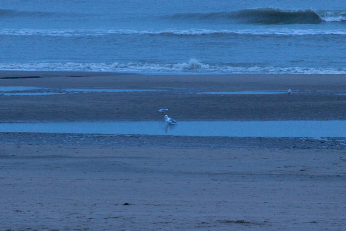 European Herring Gull - ML647123722