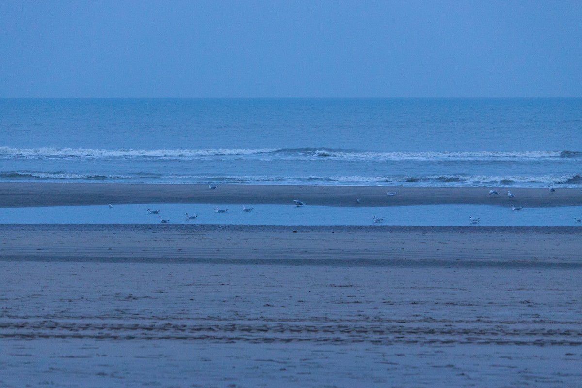 European Herring Gull - ML647123723