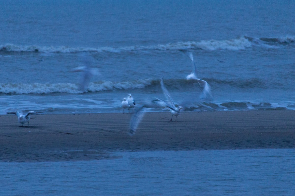 European Herring Gull - ML647123724