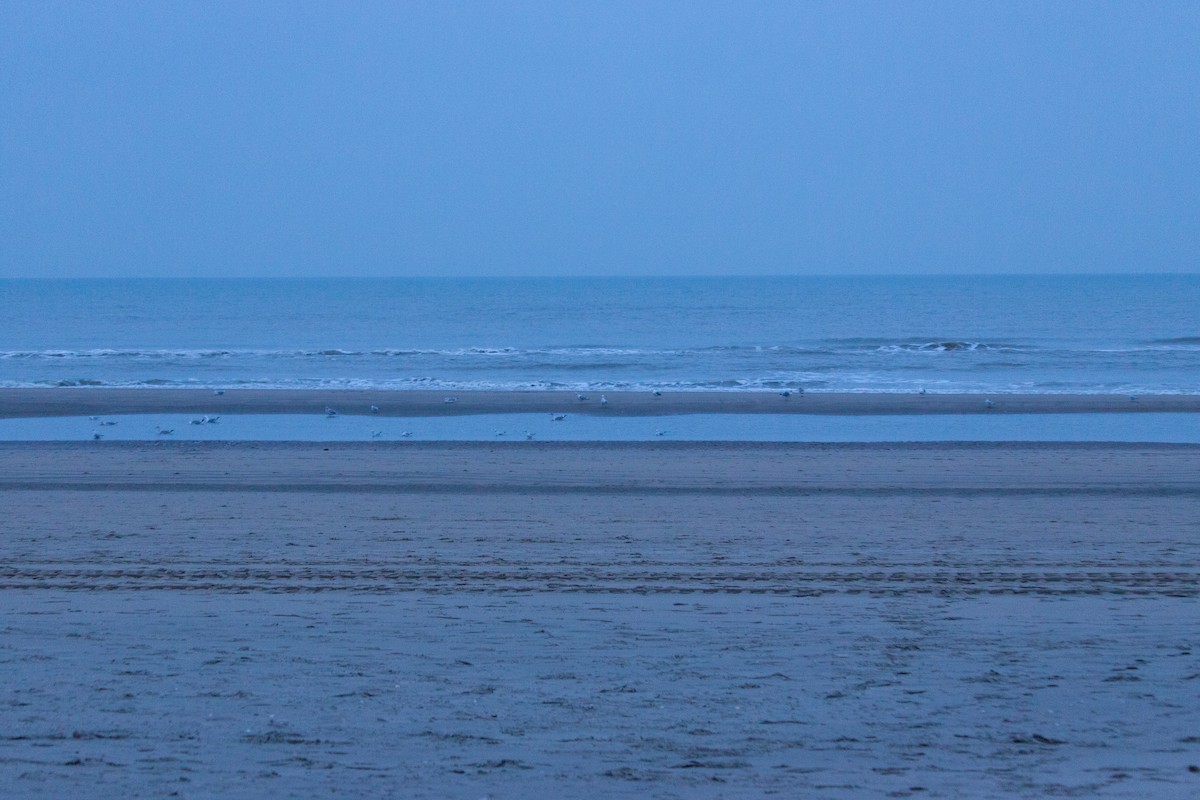 European Herring Gull - ML647123725