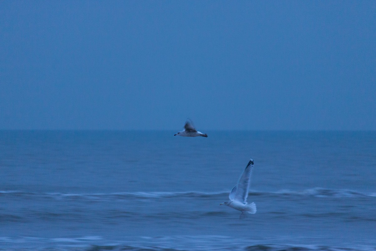 European Herring Gull - ML647123726