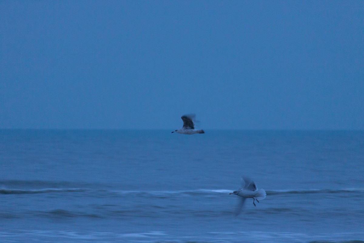 European Herring Gull - ML647123727