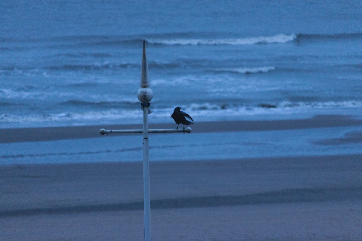 Carrion Crow - ML647123728