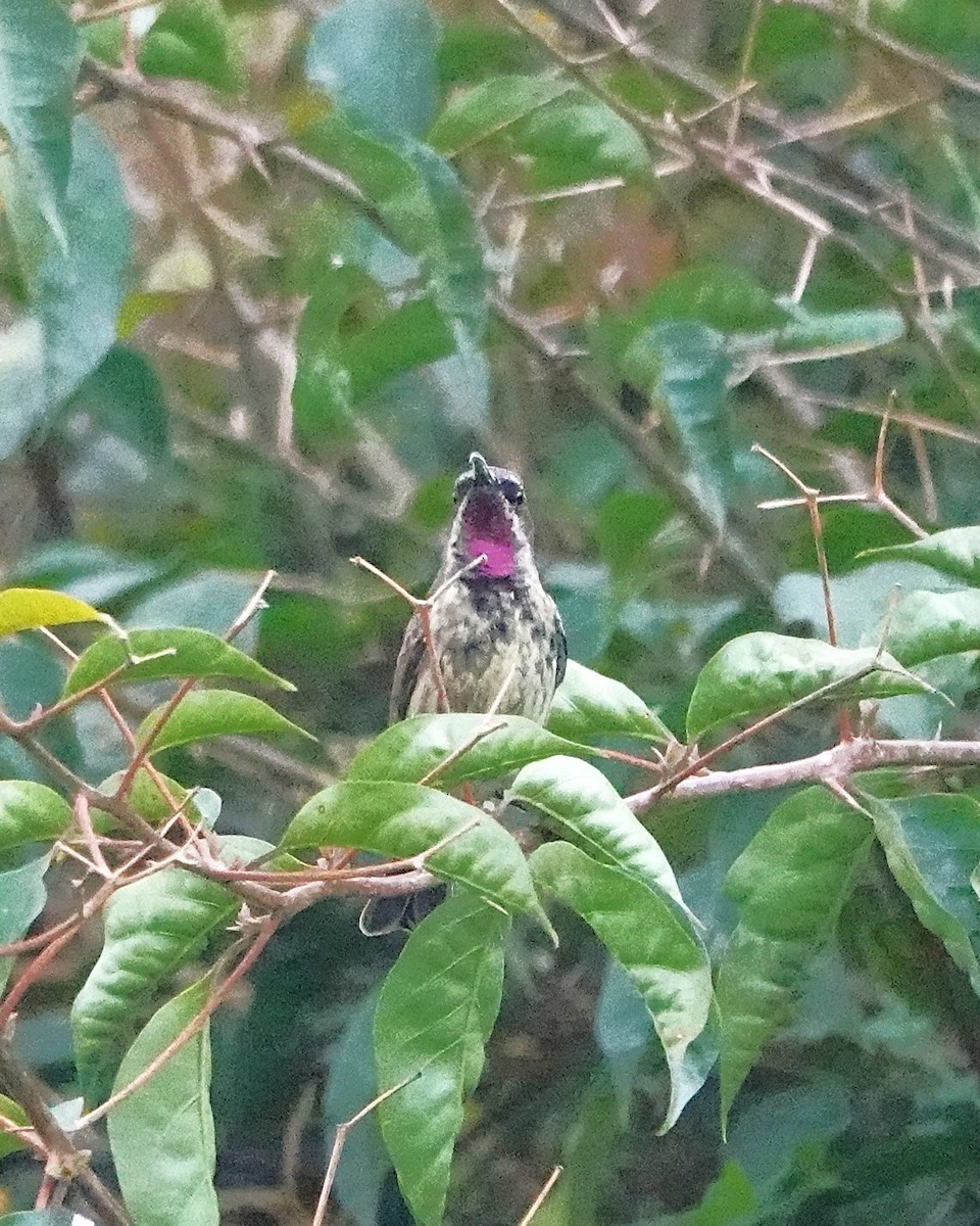 Amethyst Sunbird - ML647123729