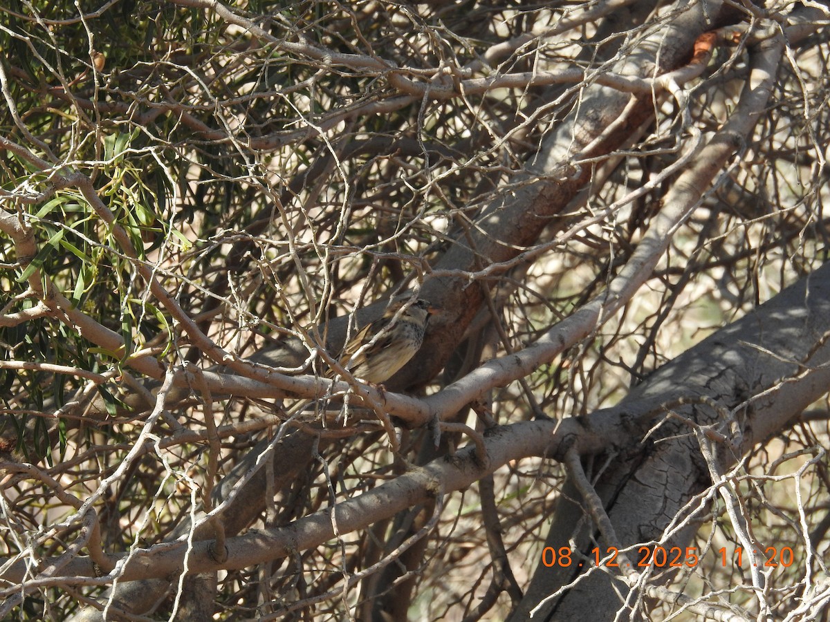 Moineau espagnol - ML647123730