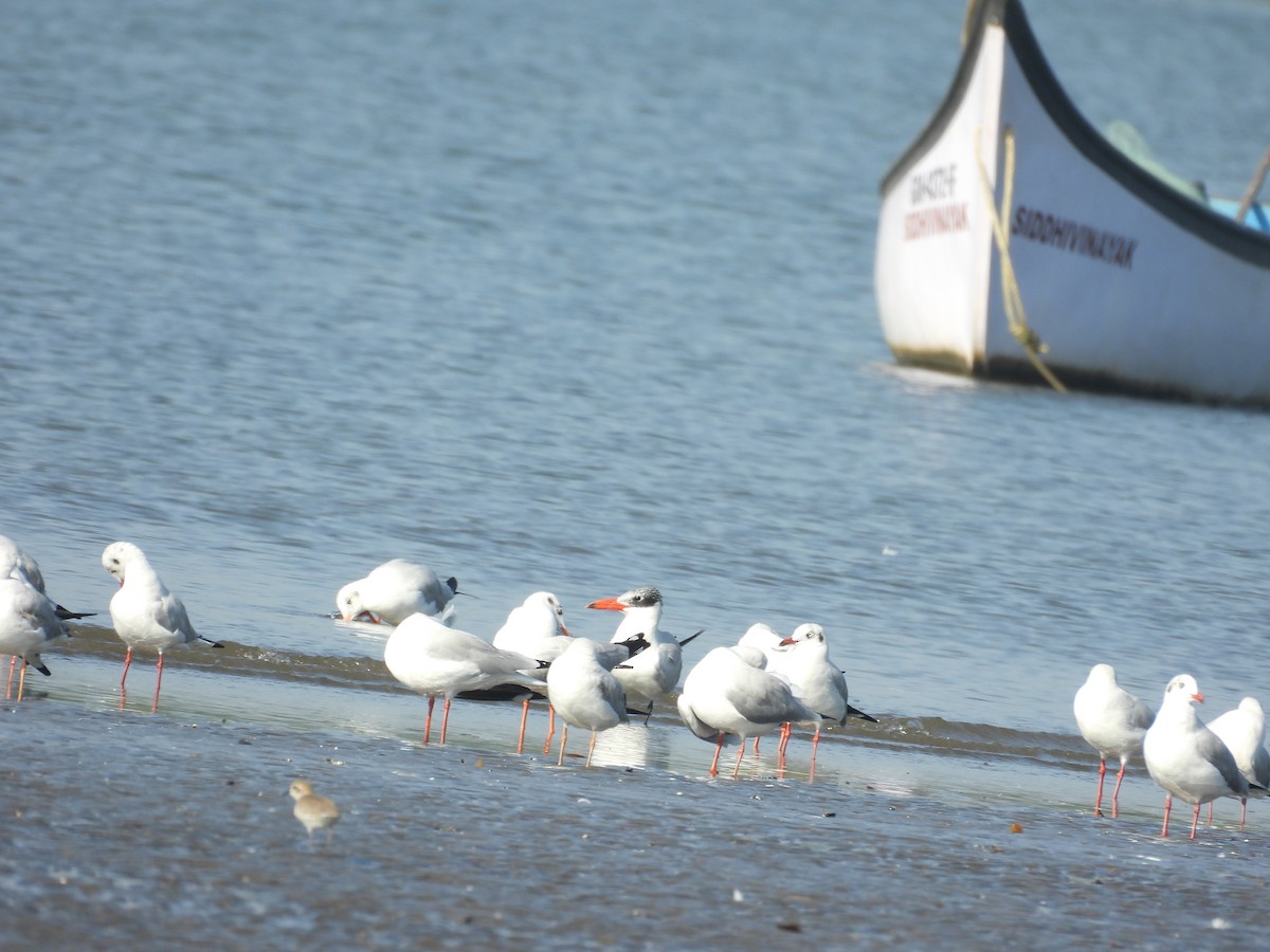 rovterne - ML647123736