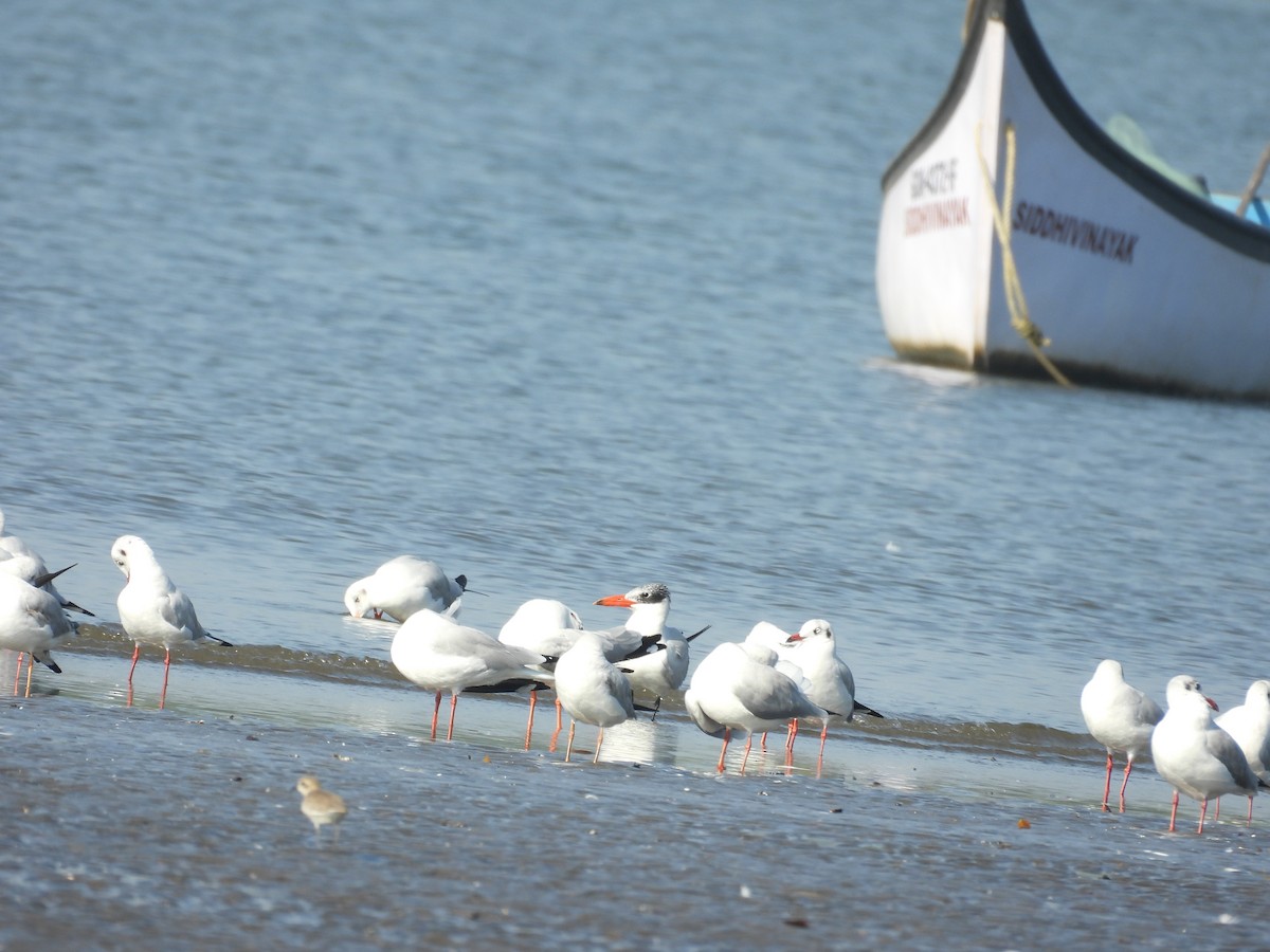 rovterne - ML647123738