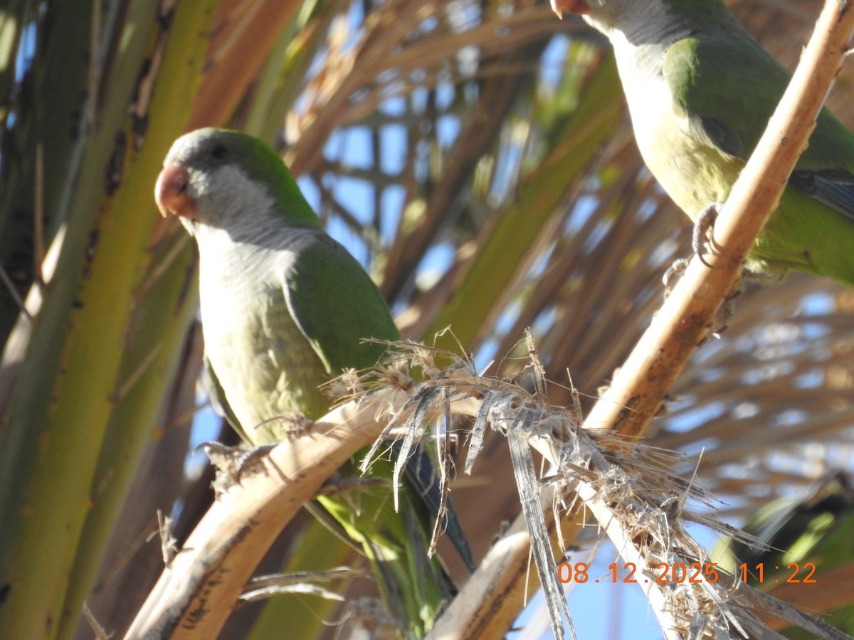 Perriche veuve - ML647123744