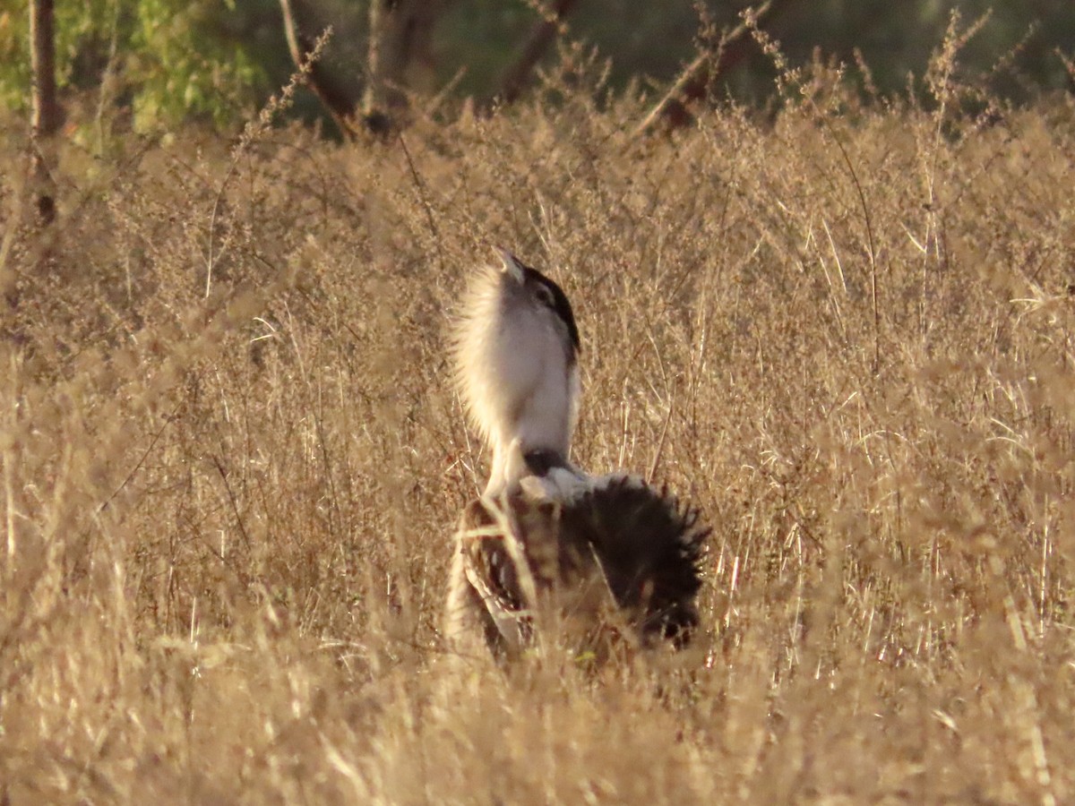 australiatrappe - ML647123745