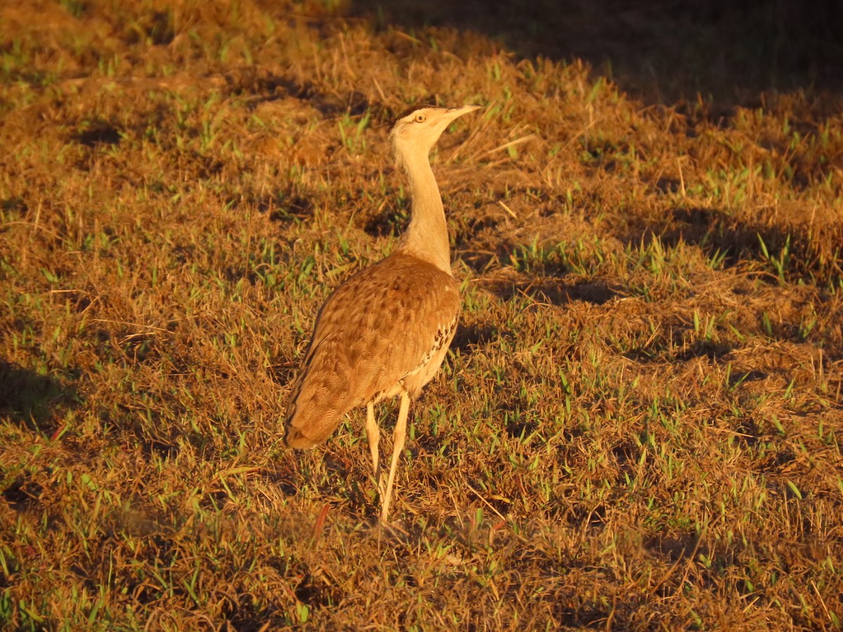 australiatrappe - ML647123746