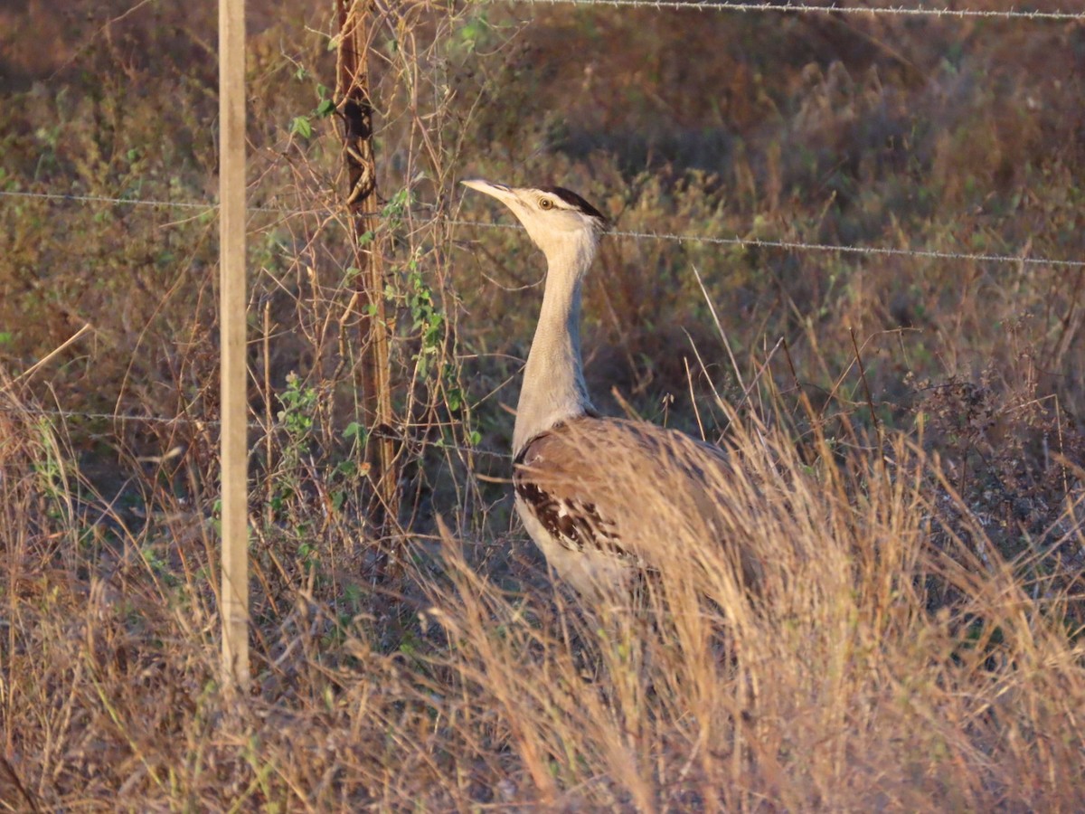 australiatrappe - ML647123747