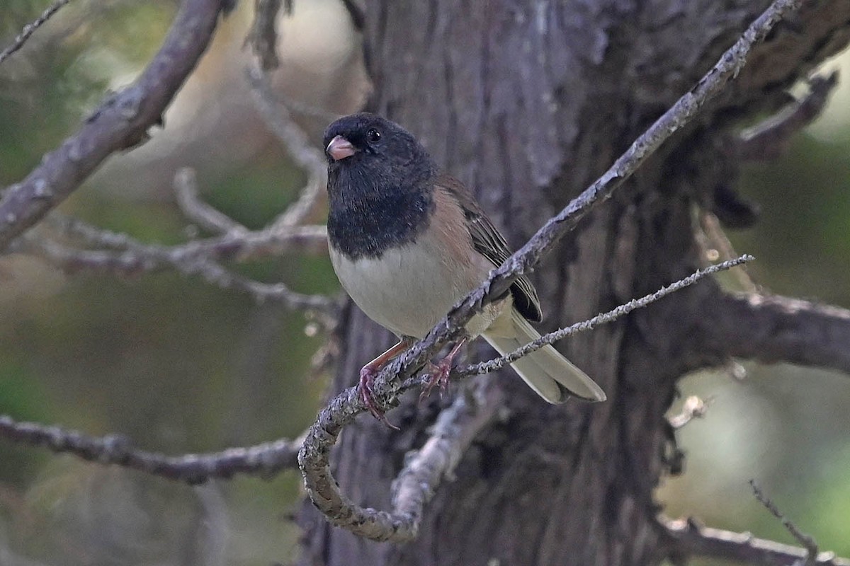 vinterjunko (oreganus gr.) - ML647123748