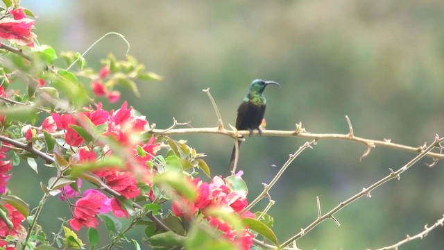 Бронзовая нектарница - ML647123751