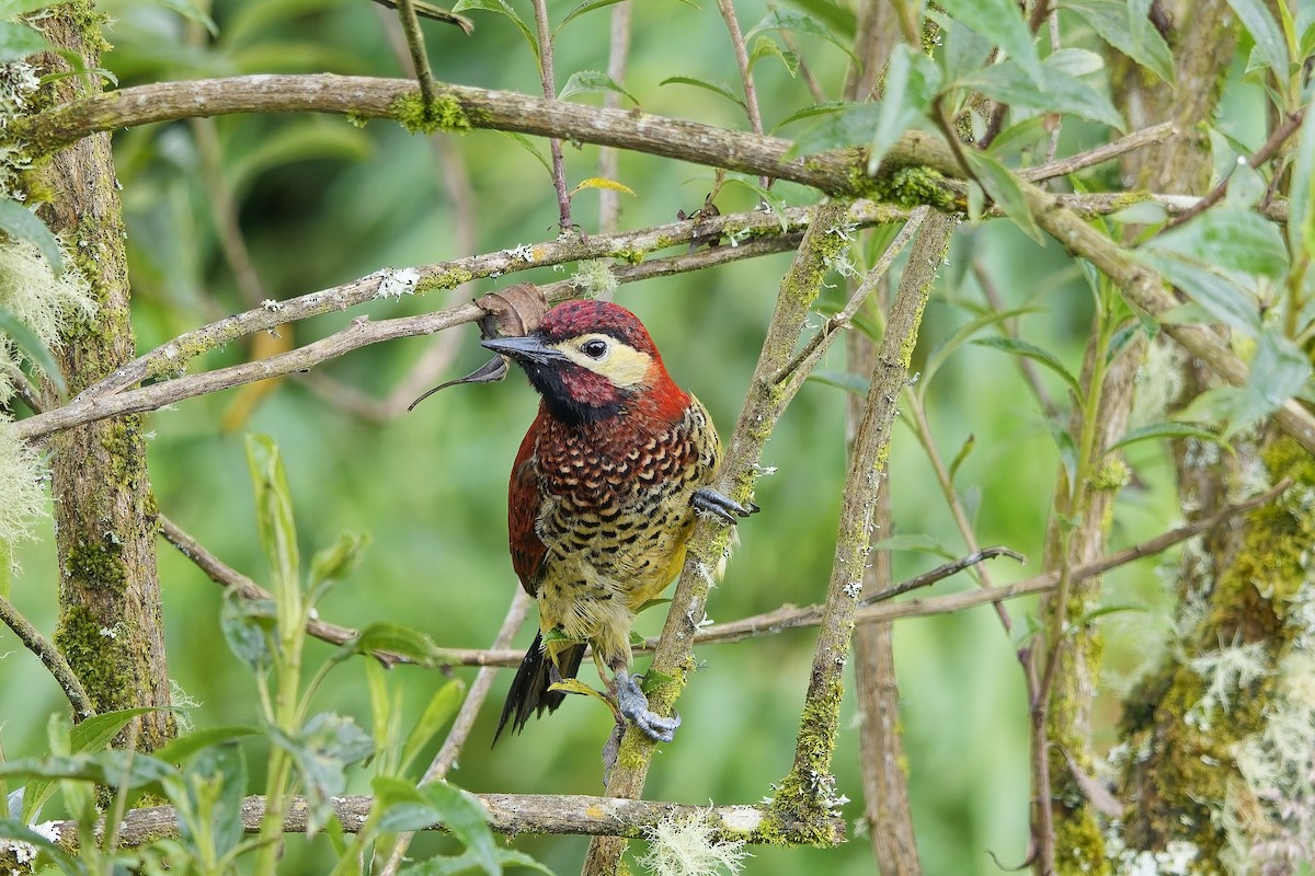 karnevalsspett - ML647123757