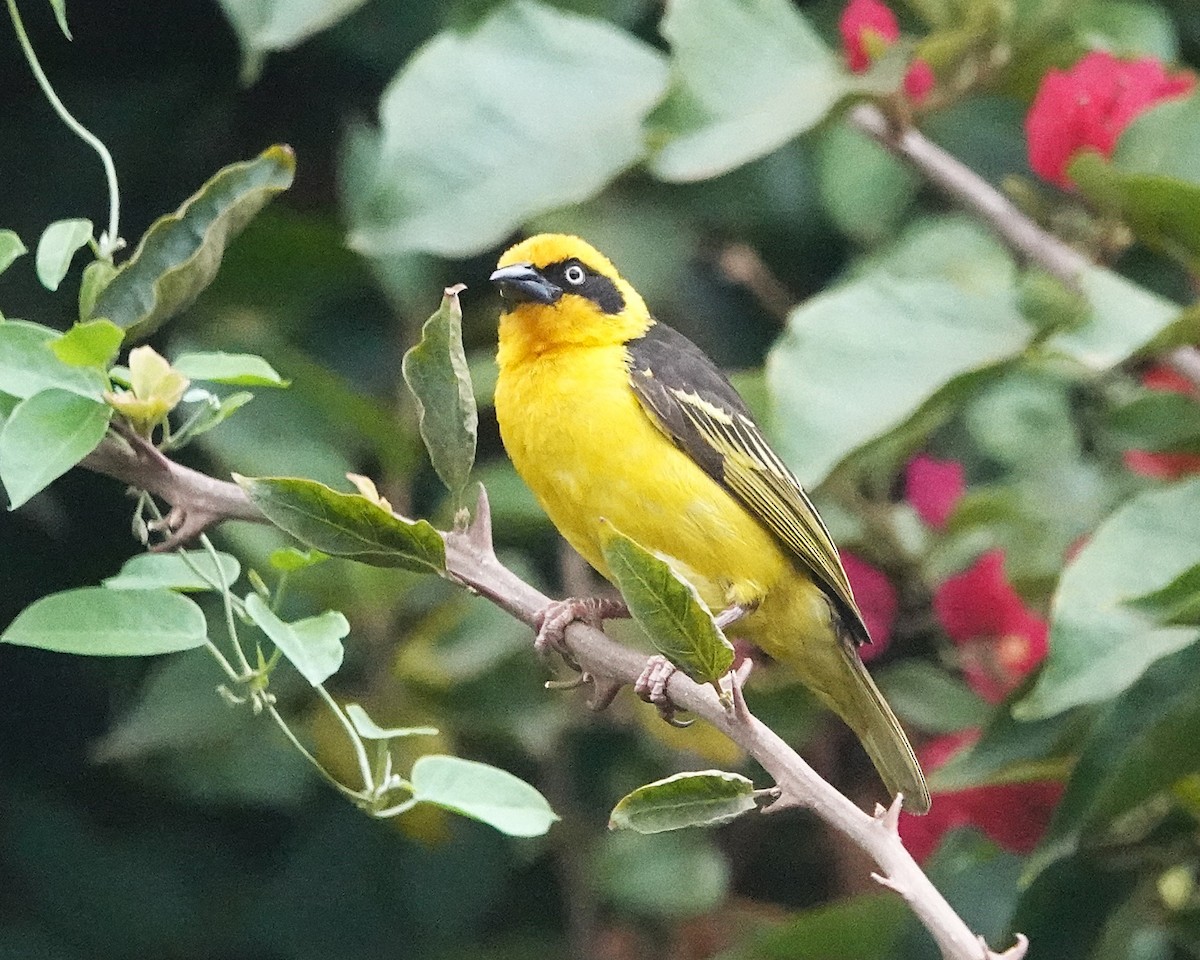 bergvever - ML647123758