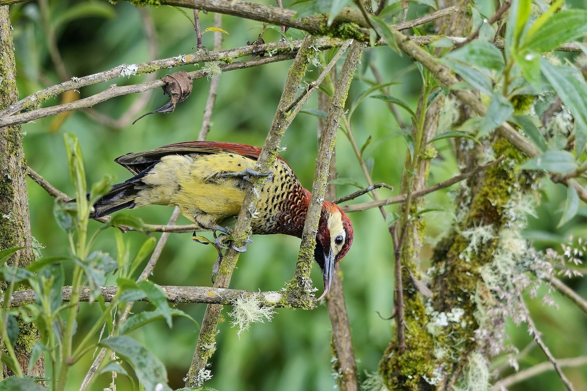 karnevalsspett - ML647123759