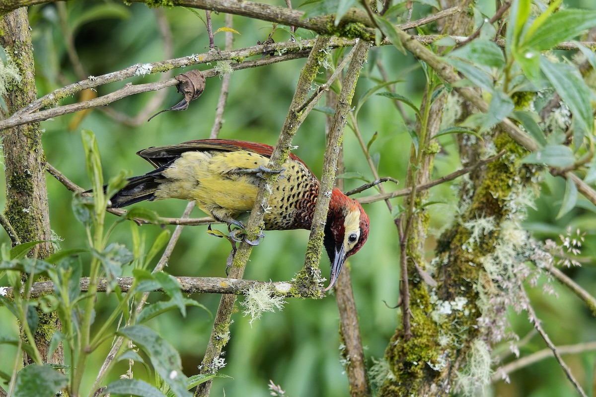 karnevalsspett - ML647123760