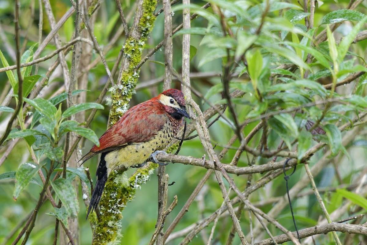 karnevalsspett - ML647123761