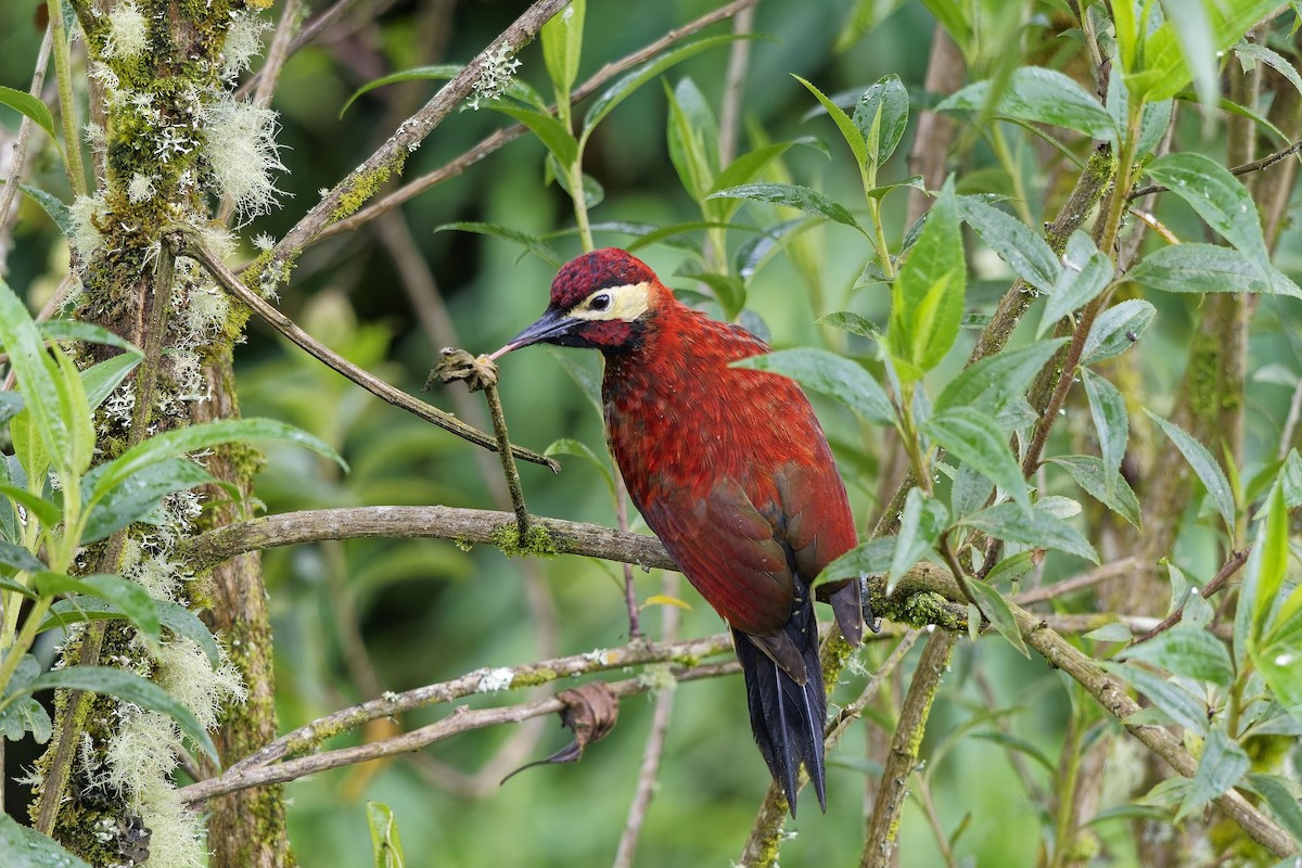 karnevalsspett - ML647123762