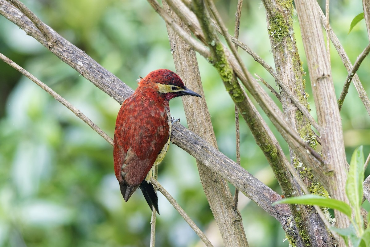 karnevalsspett - ML647123763