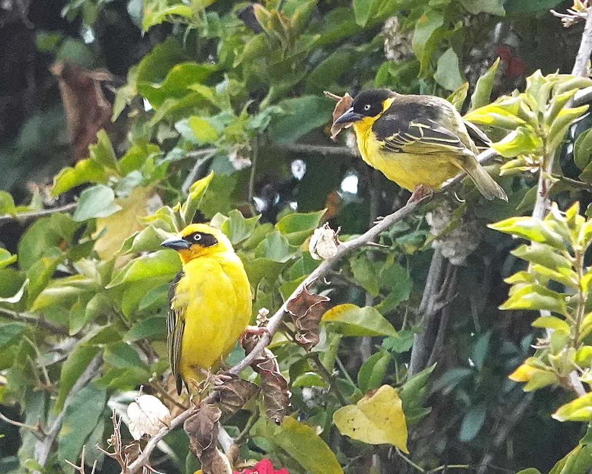 bergvever - ML647123765