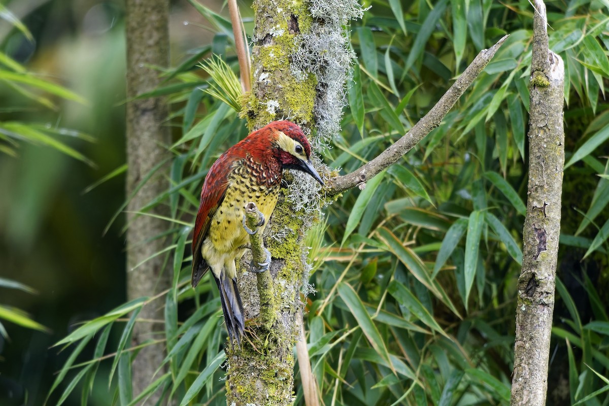 karnevalsspett - ML647123766