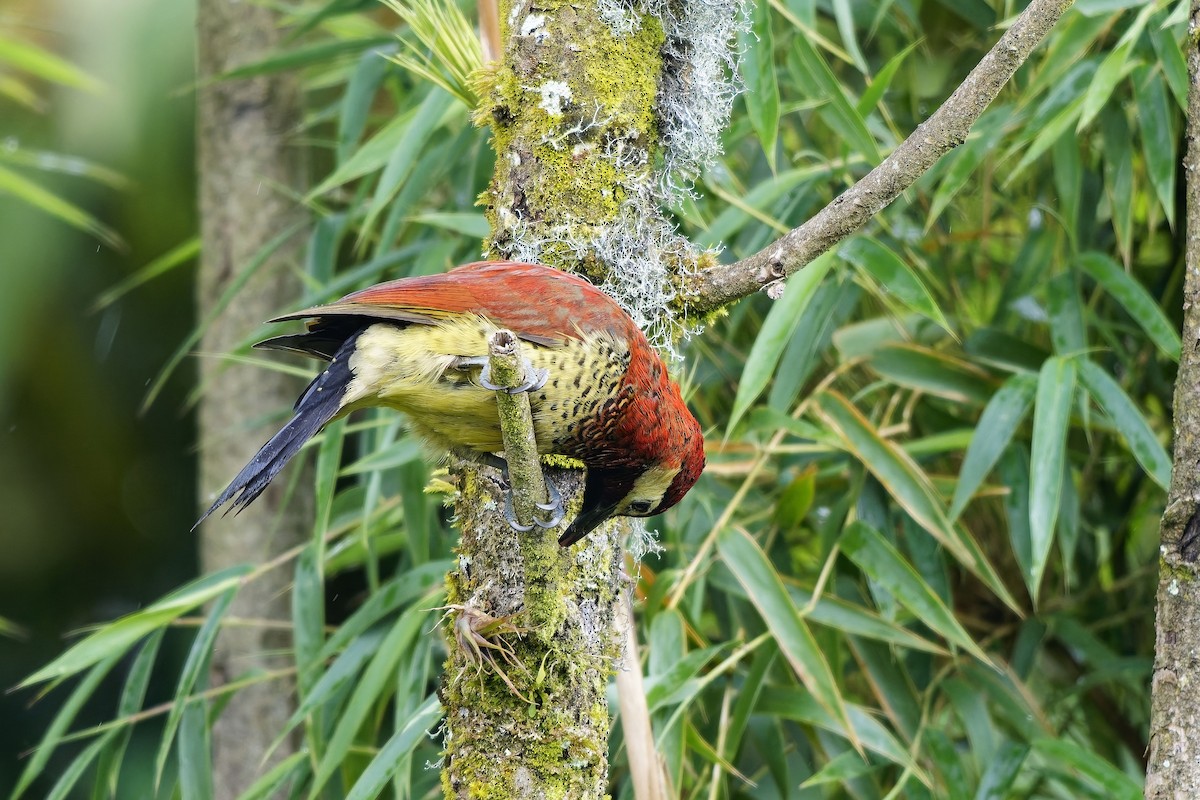 karnevalsspett - ML647123770