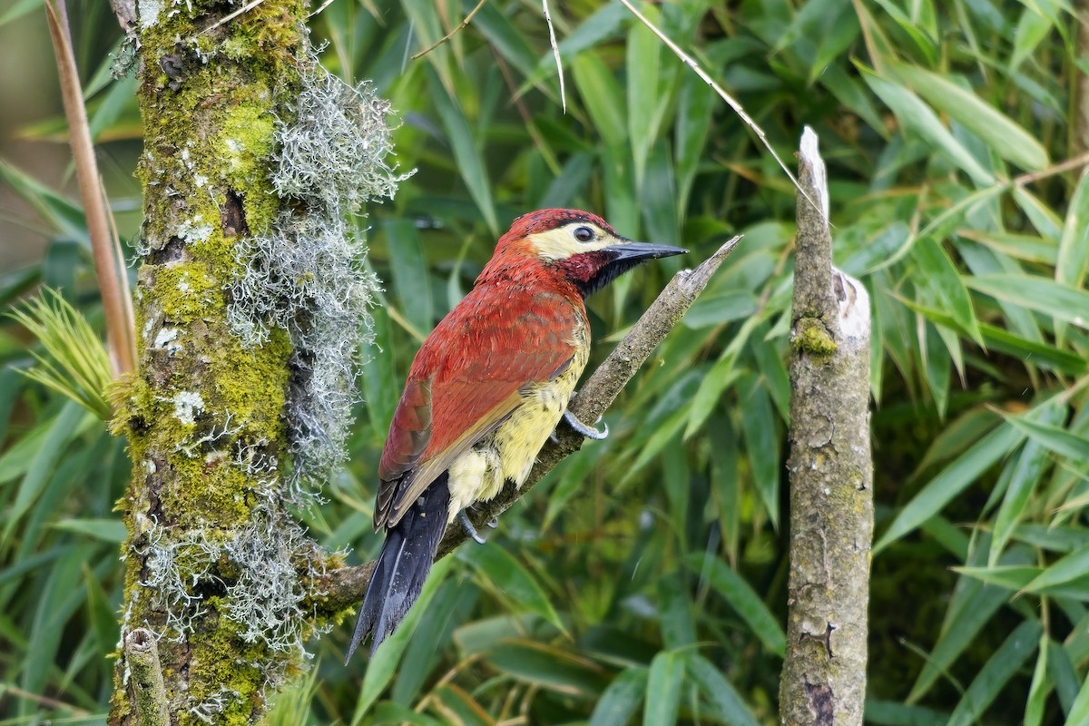 karnevalsspett - ML647123771